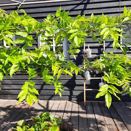 Anneke's Bed En Botterhammeke Woensdrecht